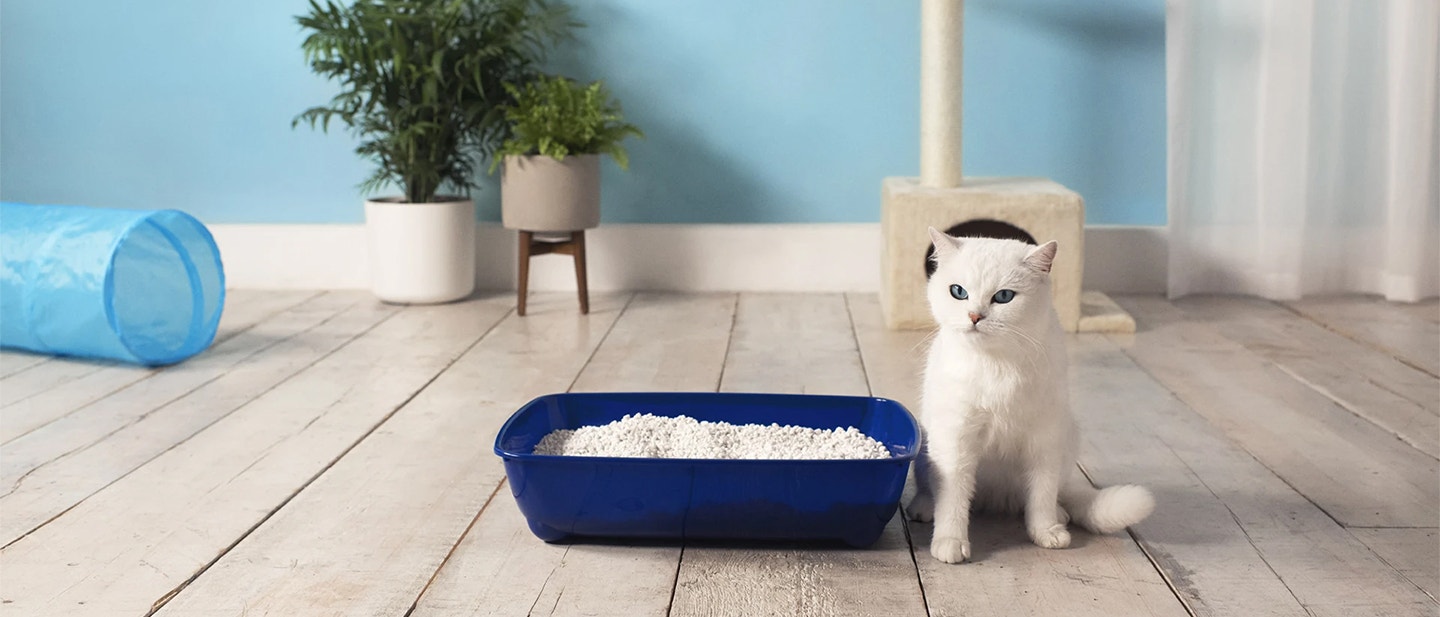 Pomocy, mój kot nie chce korzystać z kuwety