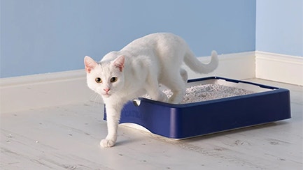 Dlaczego żwirek mojego kota tak brzydko pachnie?