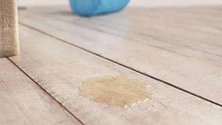 Znaczenie terenu czy unikanie załatwiania się w kuwecie? Jak rozróżnić?